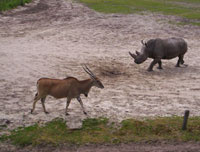 Een neushoorn en nog iets anders met hoorns